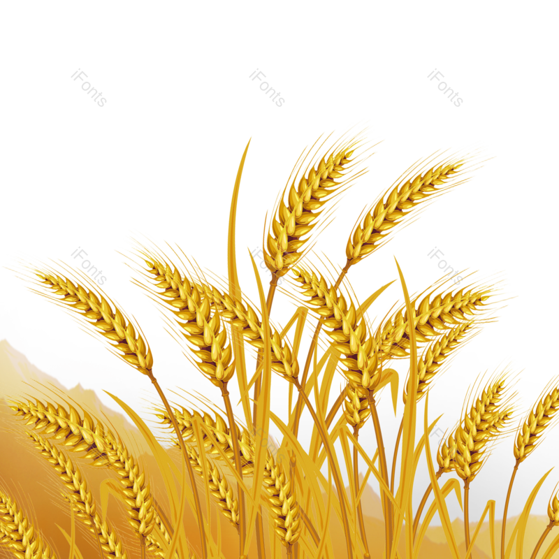 芒种图片,小满元素,秋天PNG,丰收免抠素材